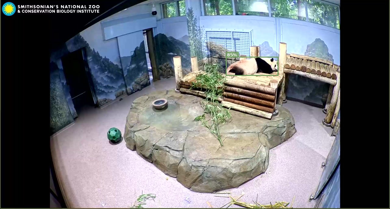 Giant Panda Cam