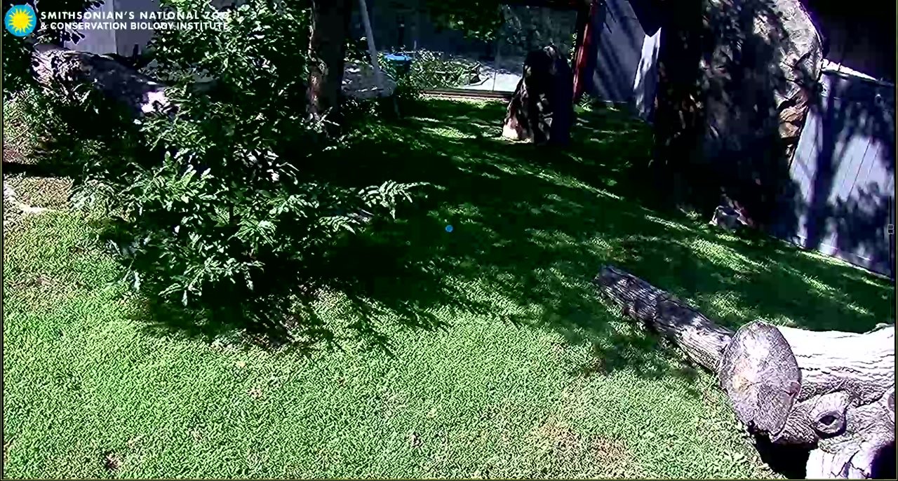 Giant Panda Cam