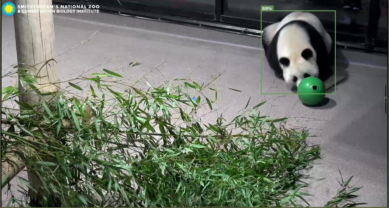 Animal