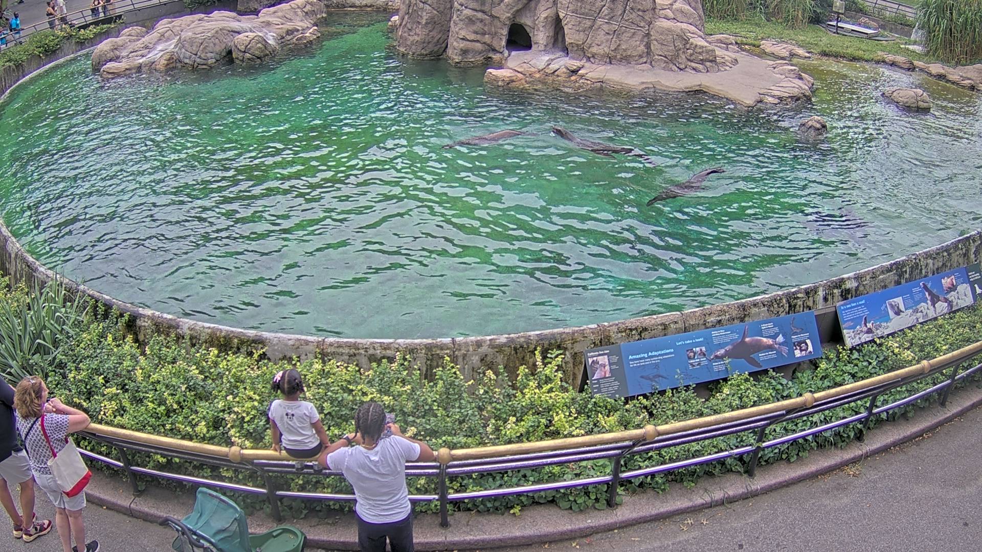 Sea Lion Cam