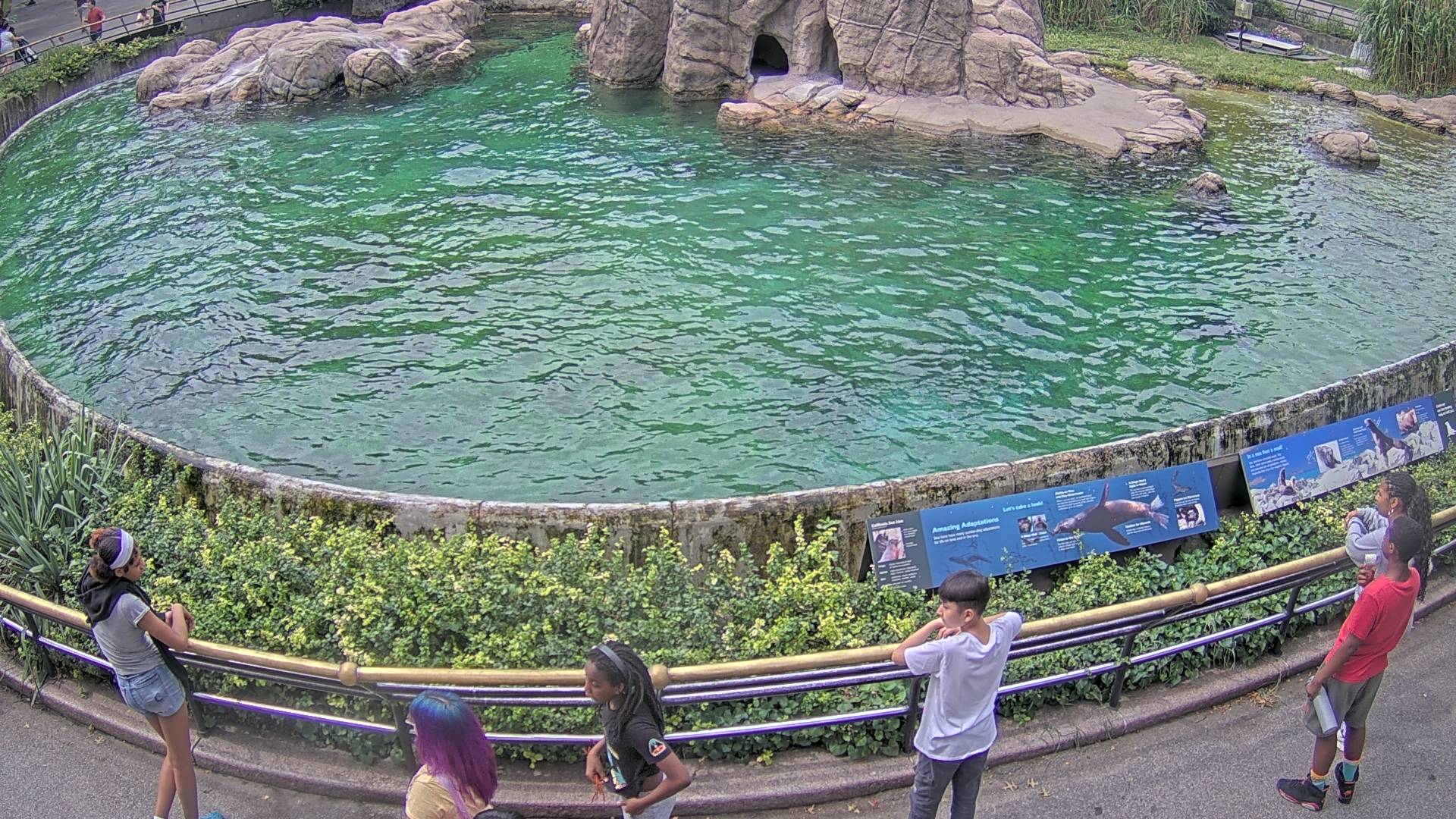Sea Lion Cam