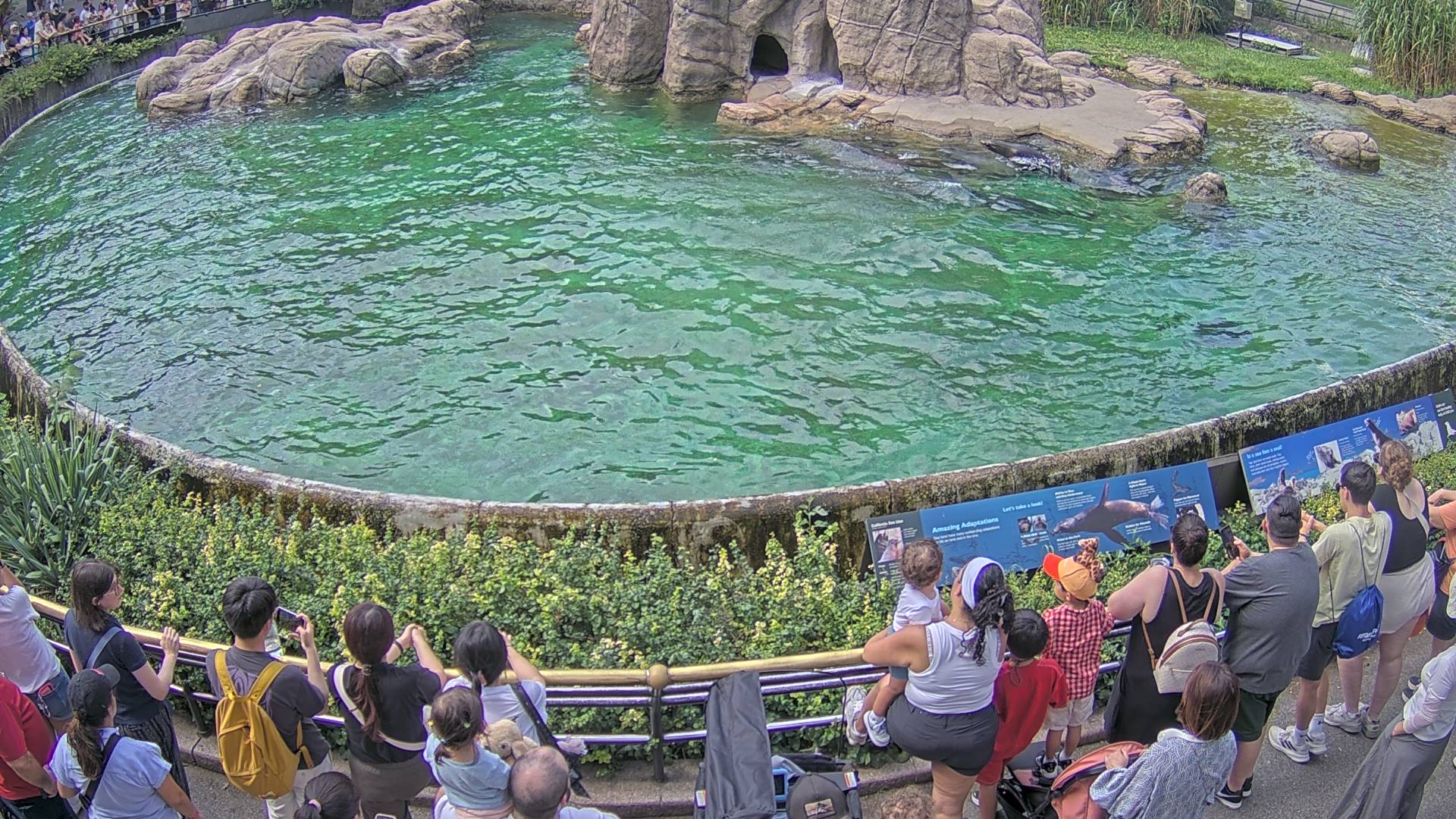 Sea Lion Cam