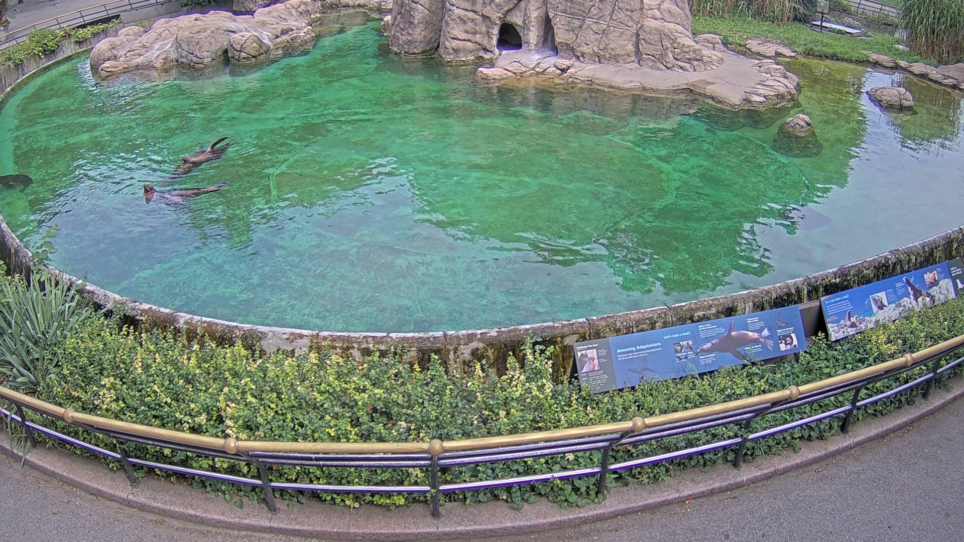 Sea Lion Cam