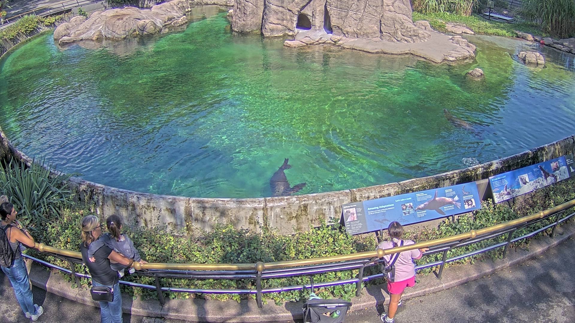 Sea Lion Cam