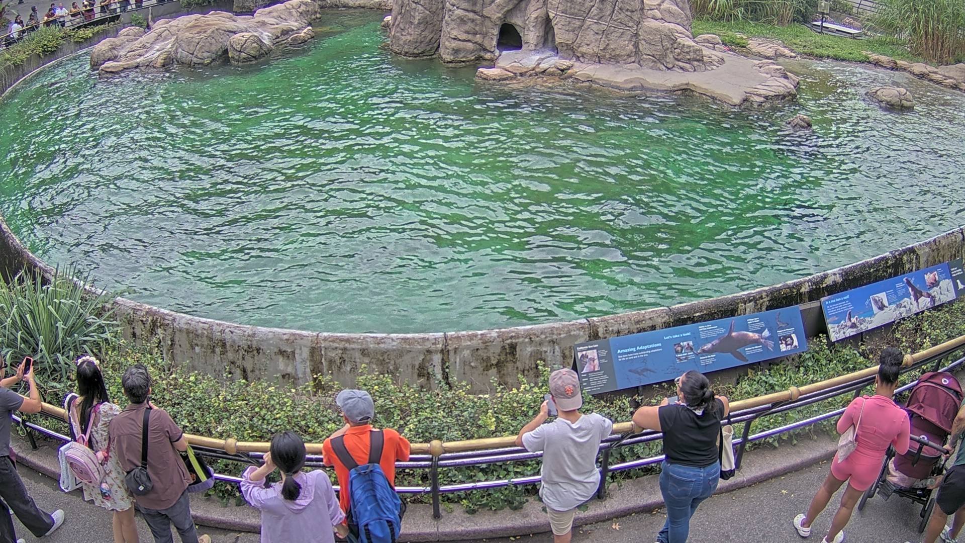 Sea Lion Cam