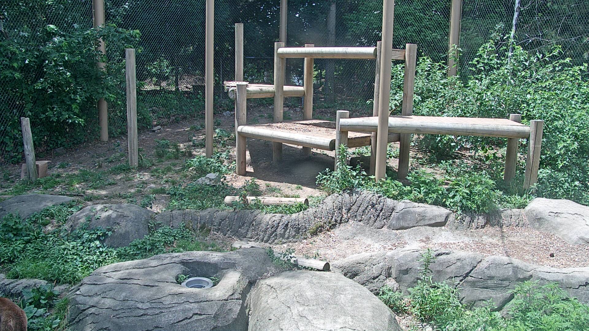 Mammal