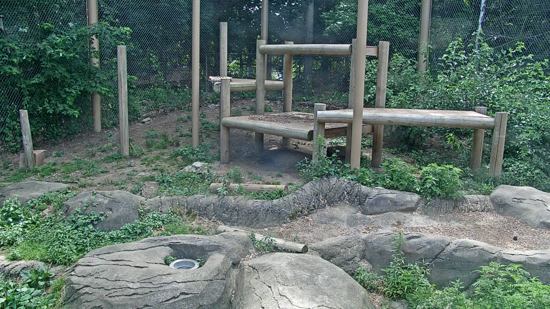 Cougar Cam