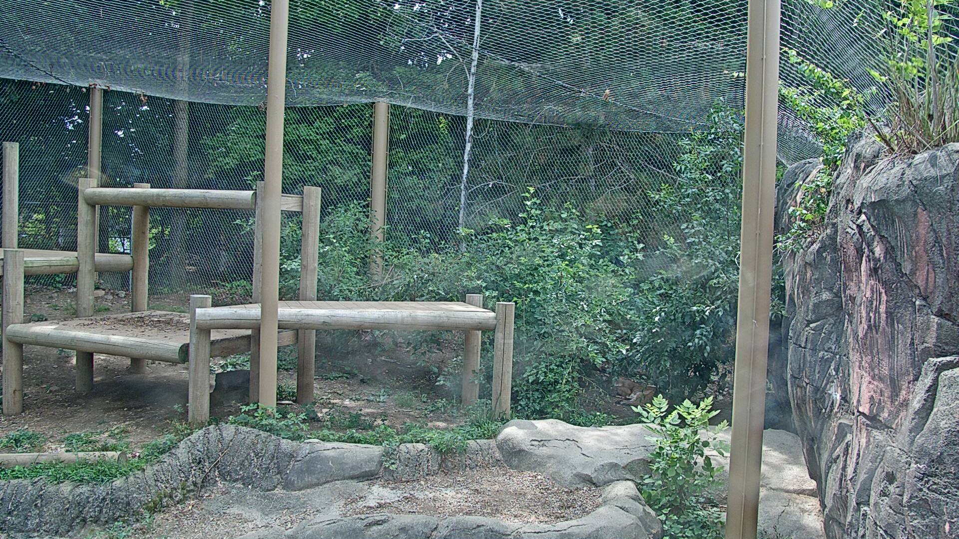 Cougar Cam