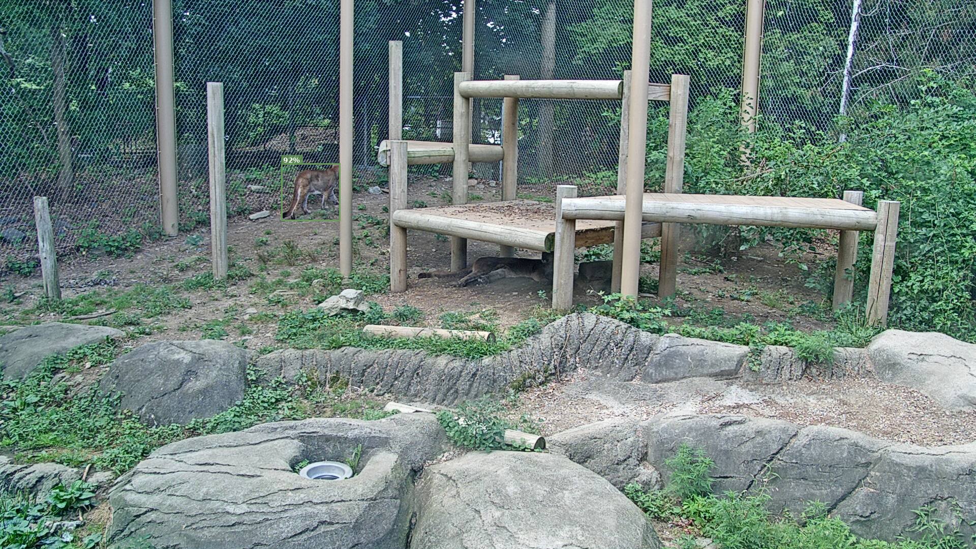 Mammal