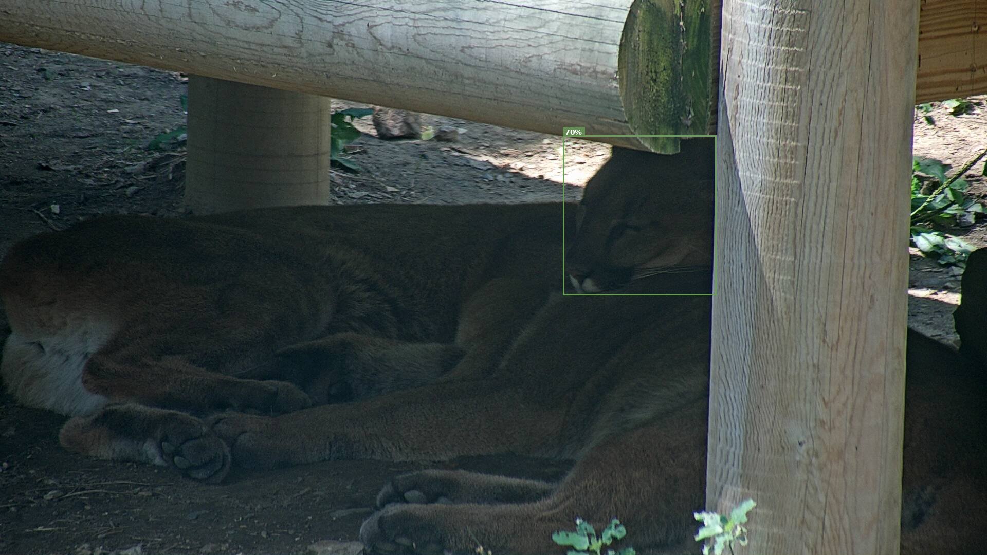 Wild Cat