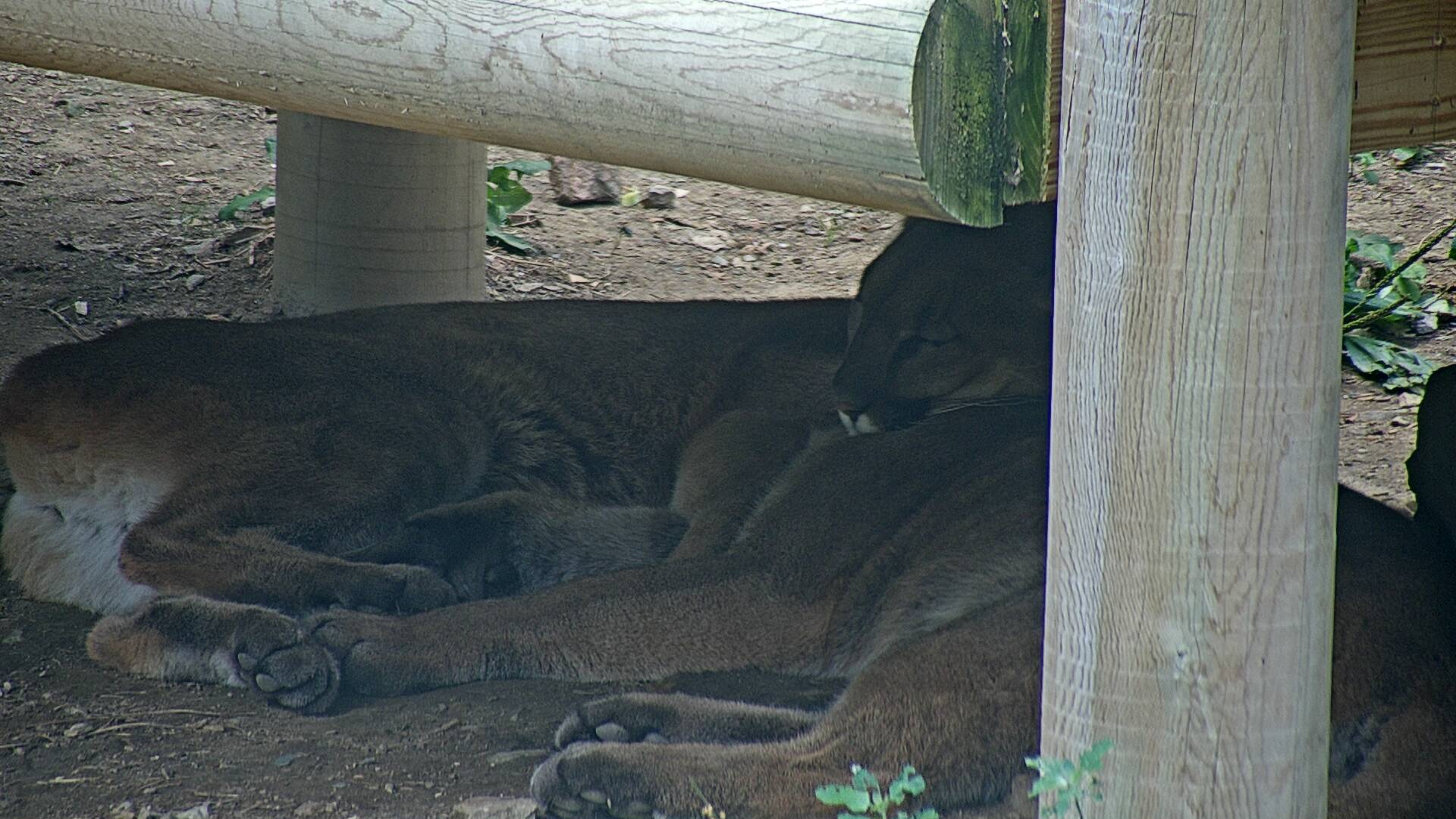 Wild Cat