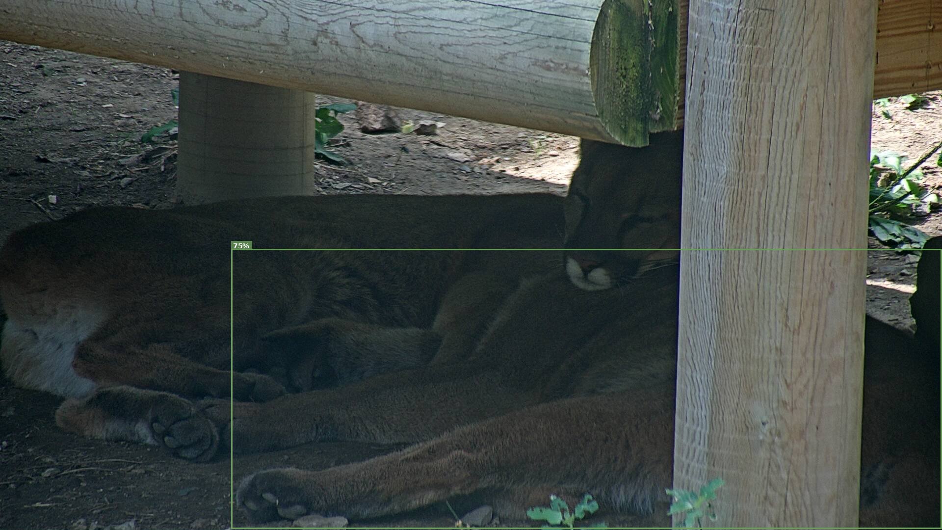 Wild Cat