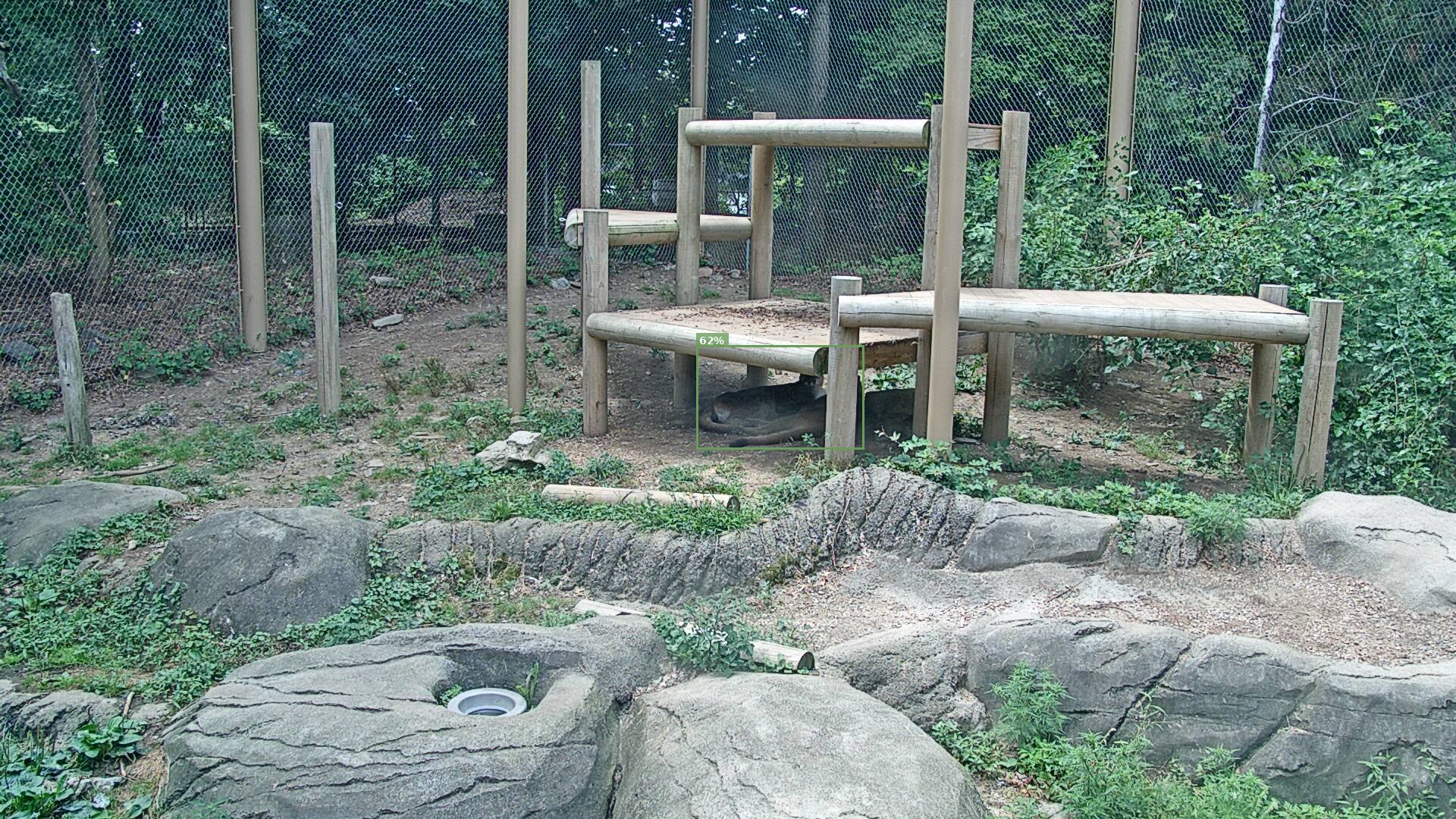 Mammal