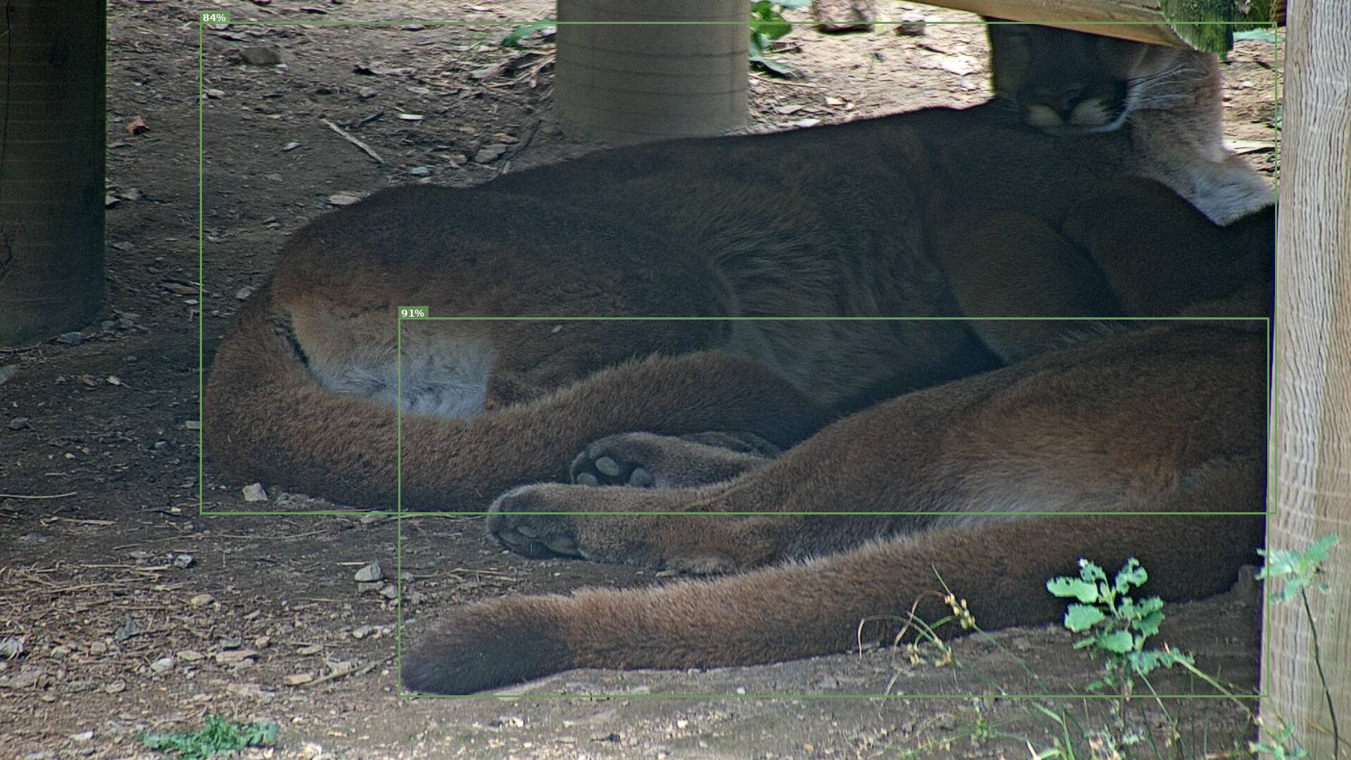 Mammal
