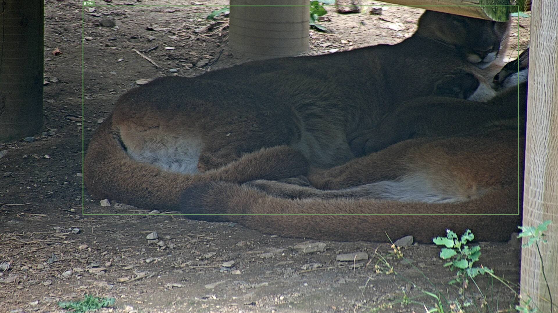 Wild Cat