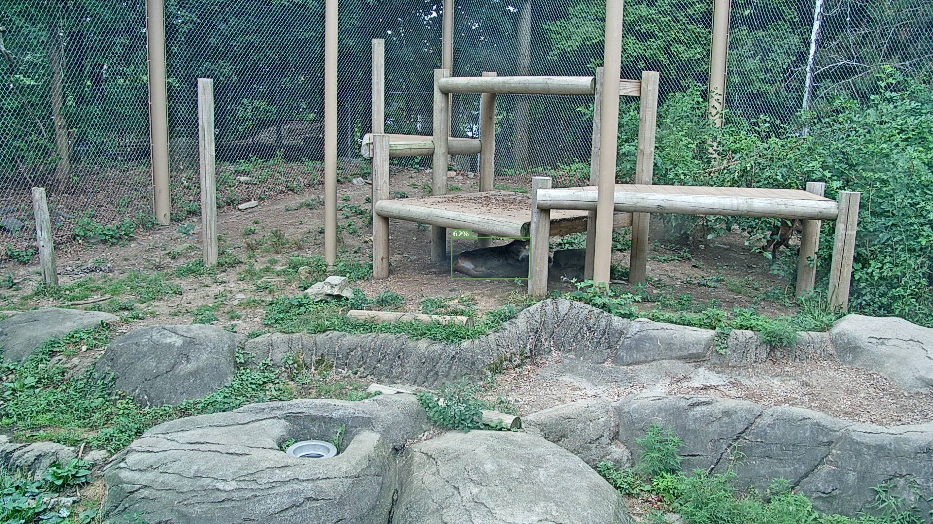 Wild Cat