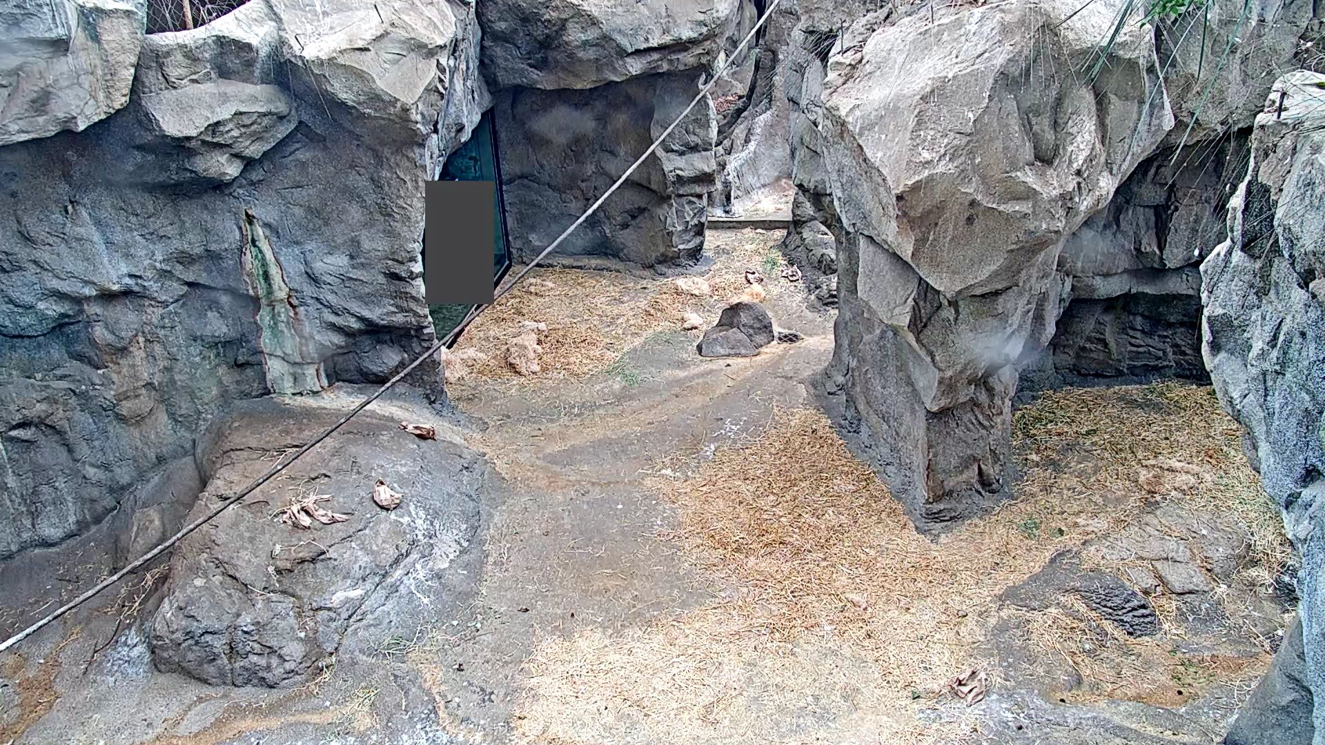Gorilla Cam