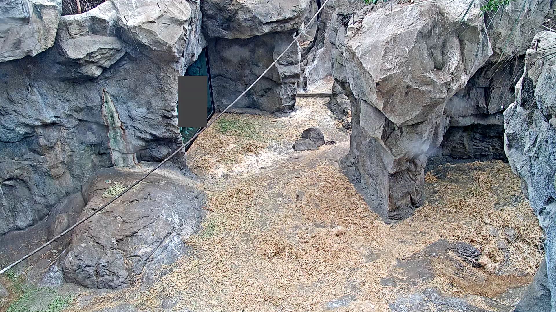 Gorilla Cam