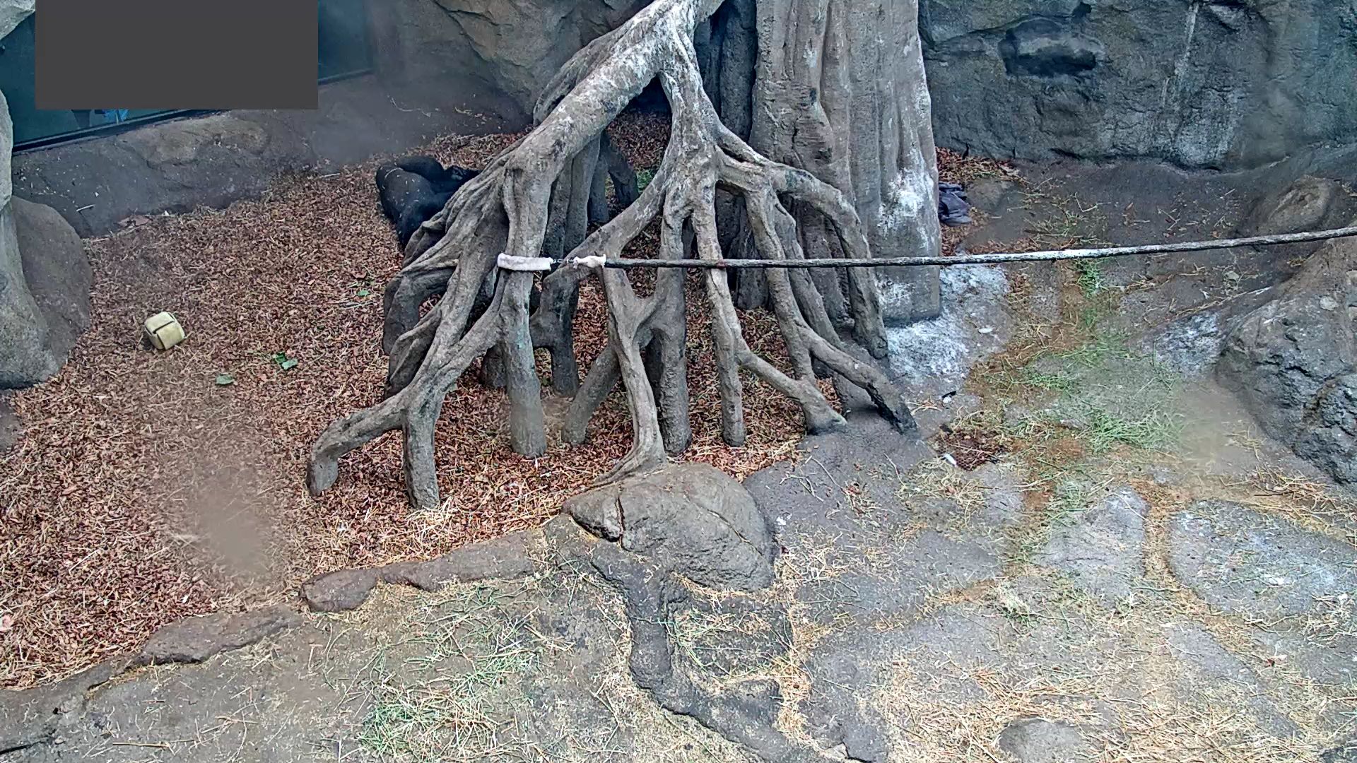 Gorilla Cam