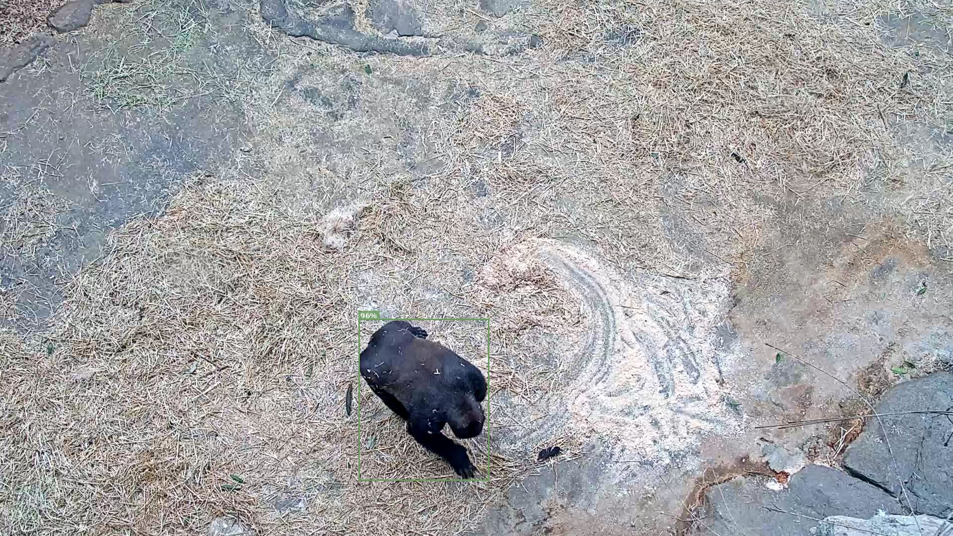 Mammal