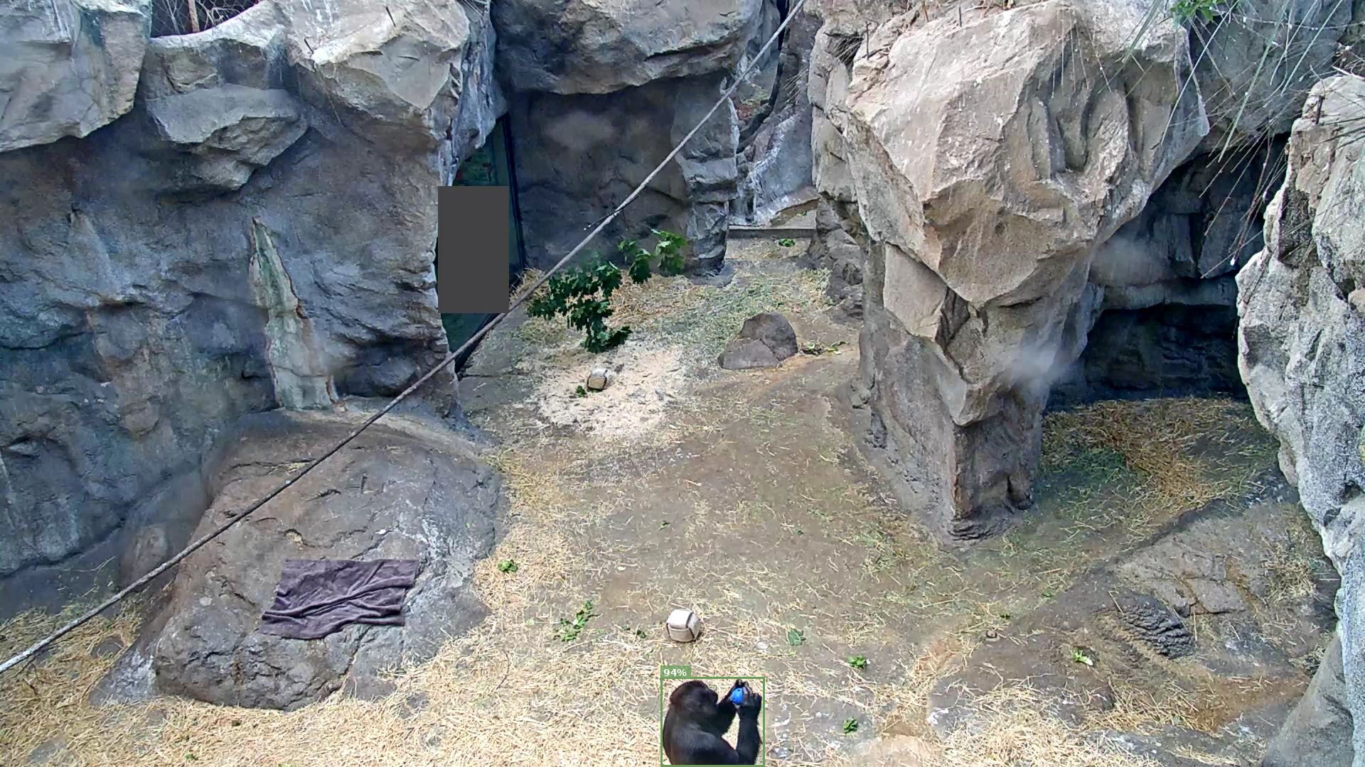 Mammal