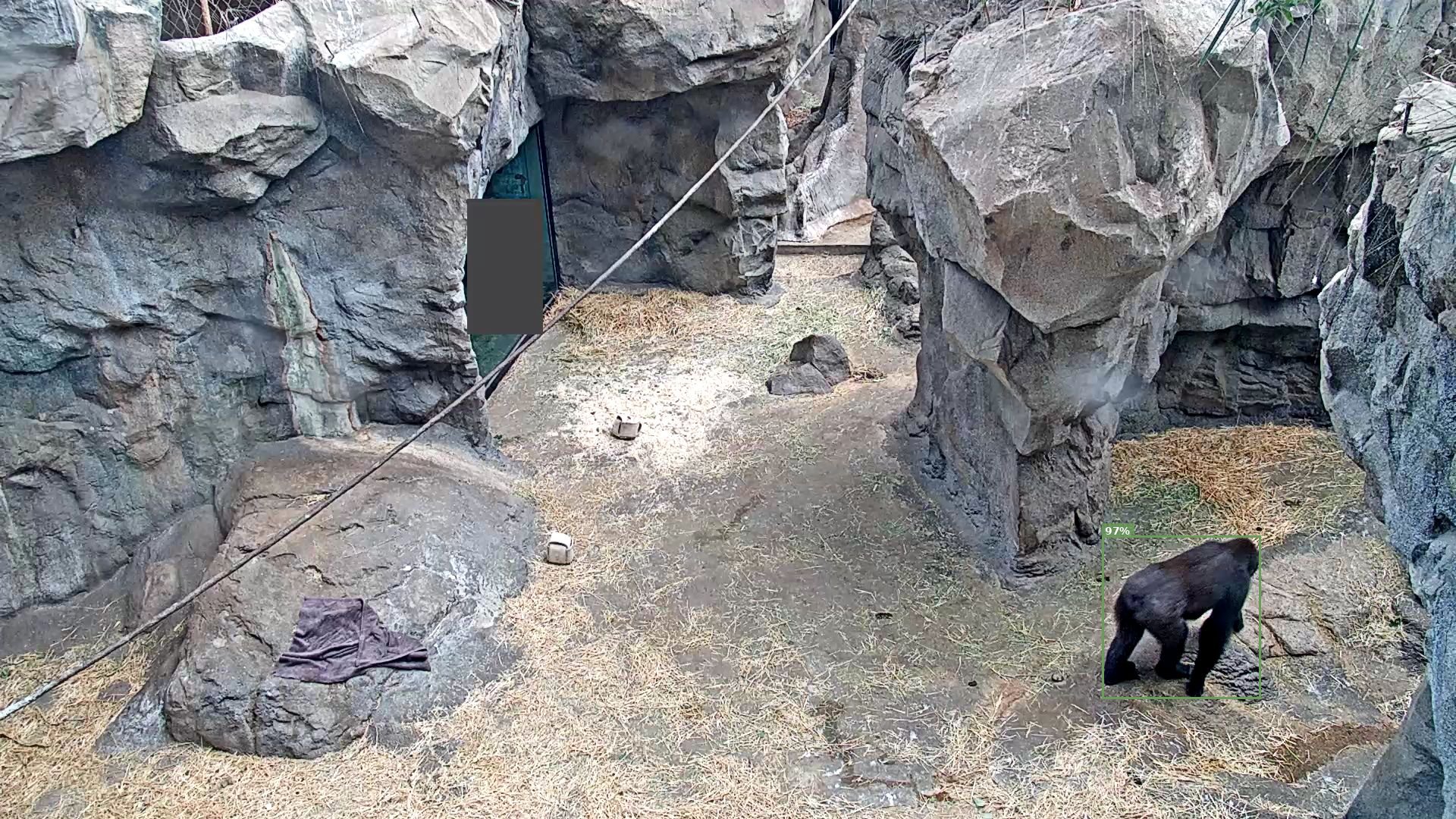 Bear