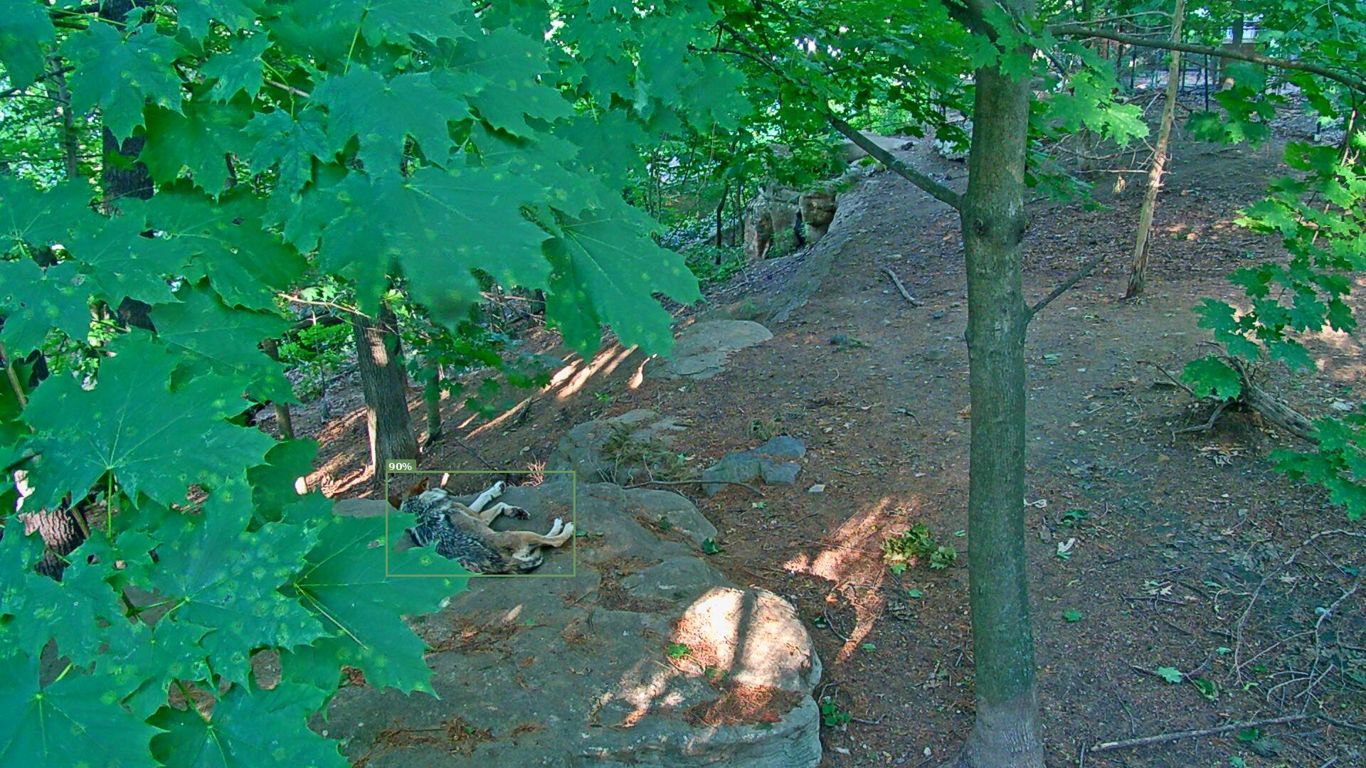 Latrans