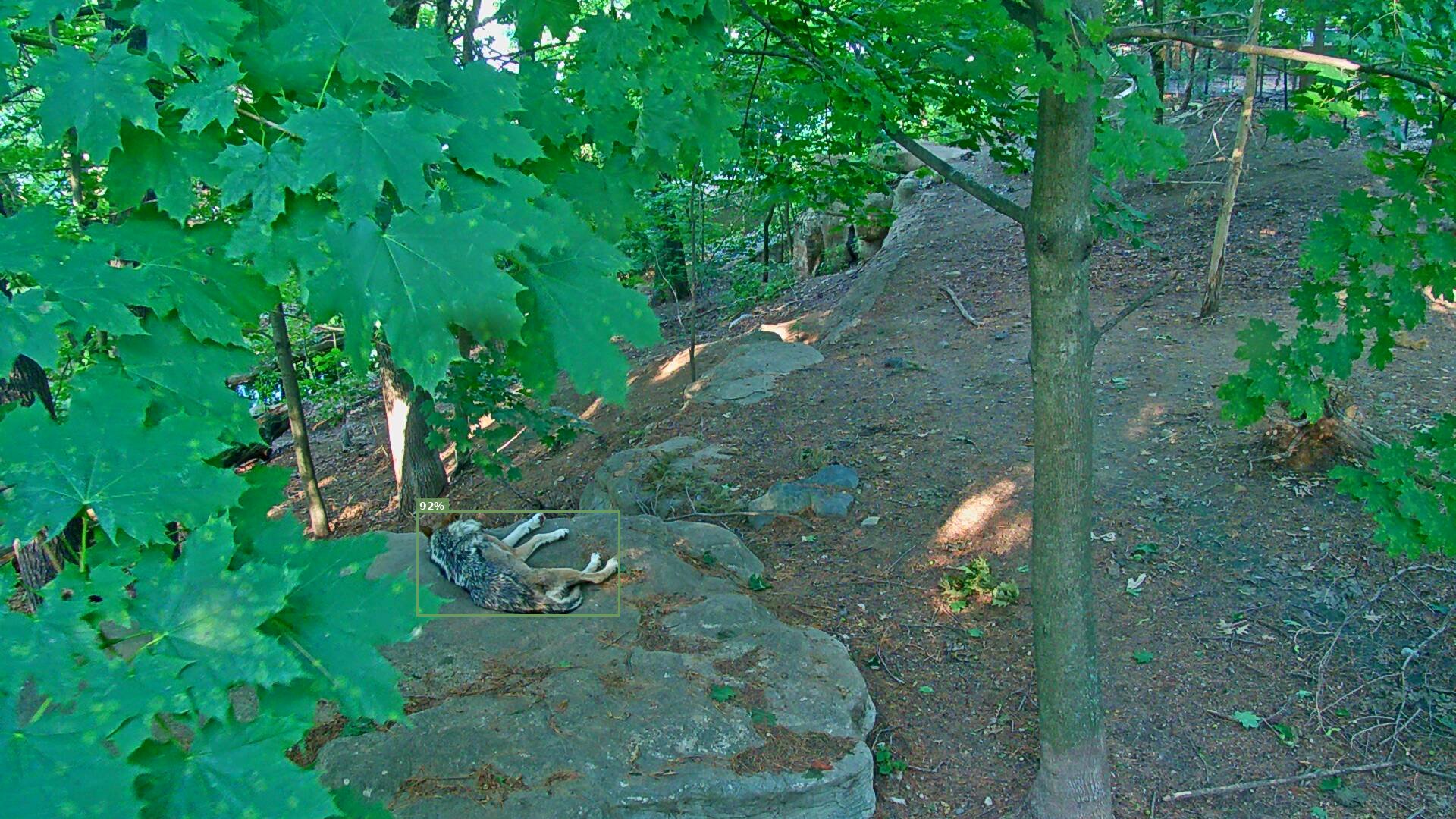 Latrans