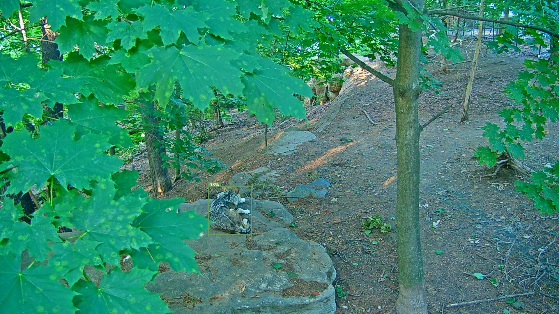 Latrans