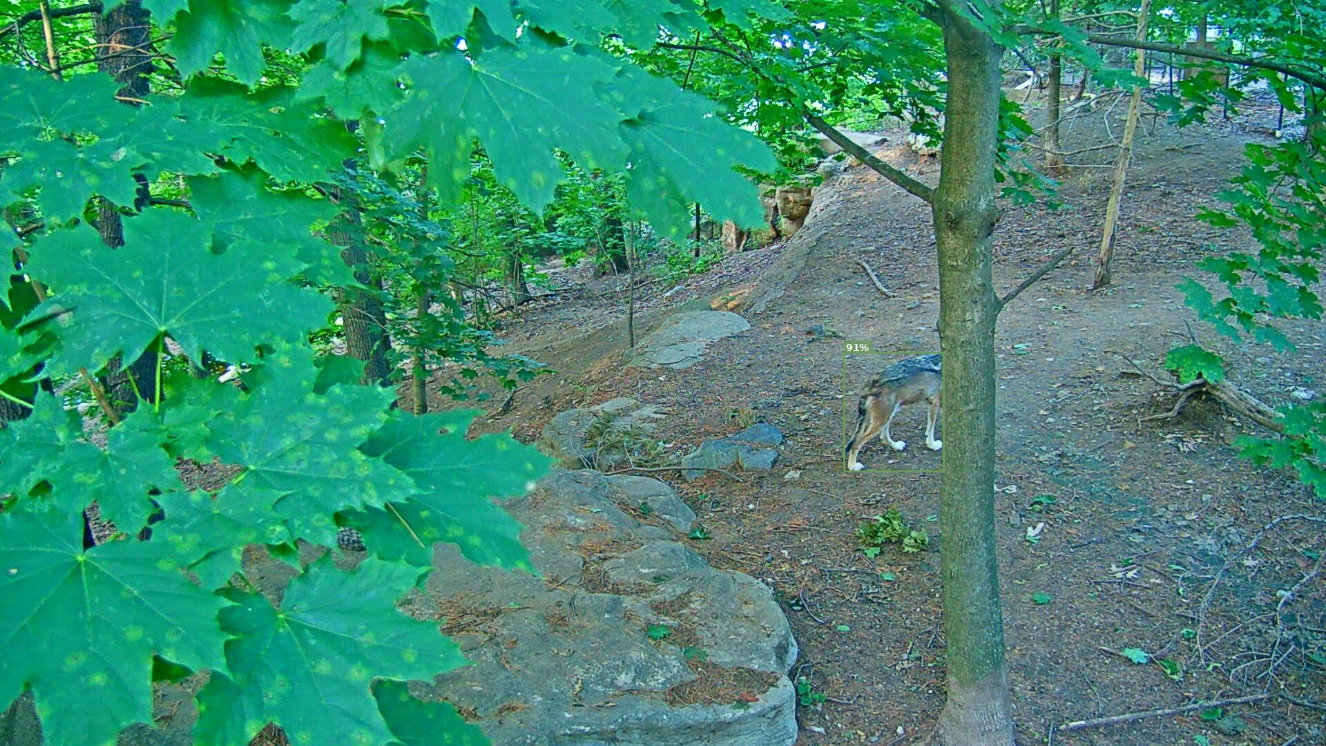 Latrans