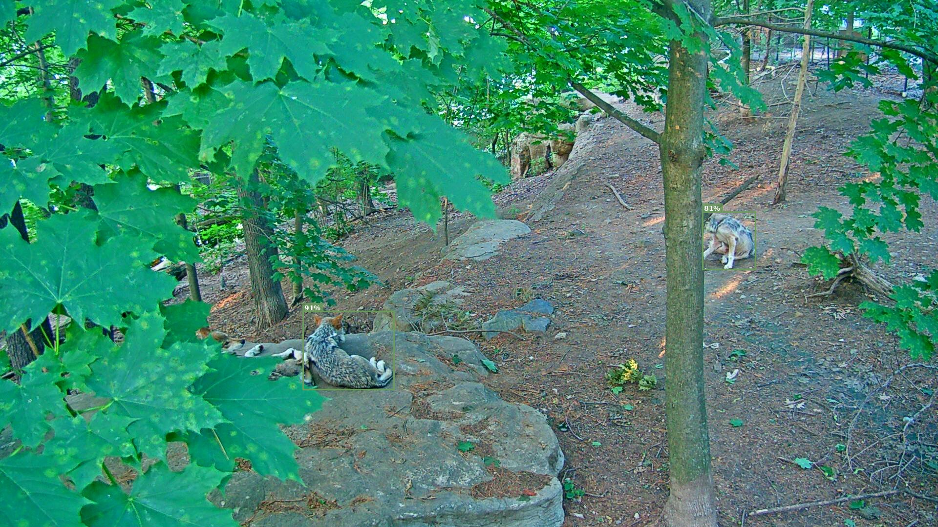 Latrans