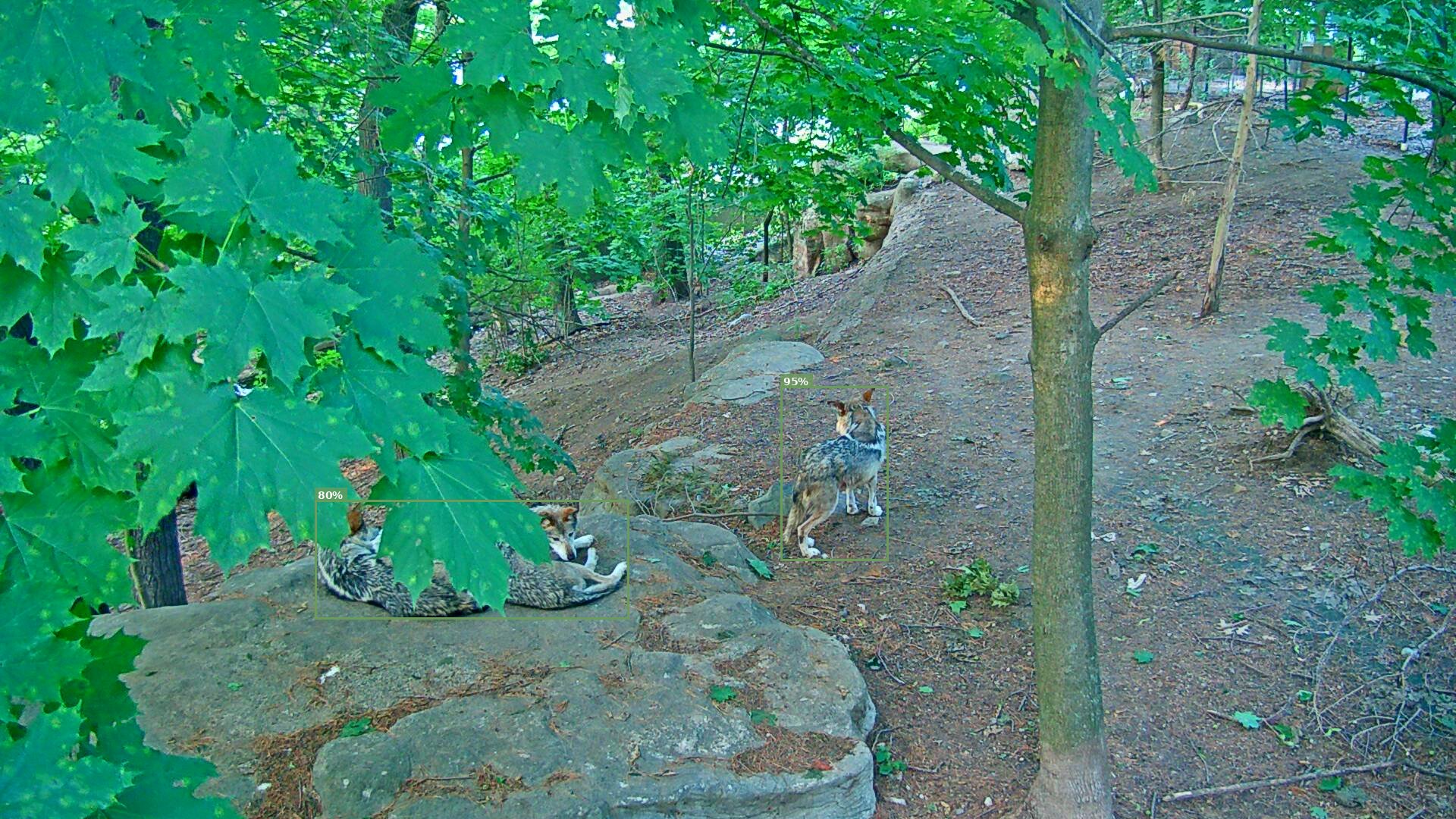 Latrans