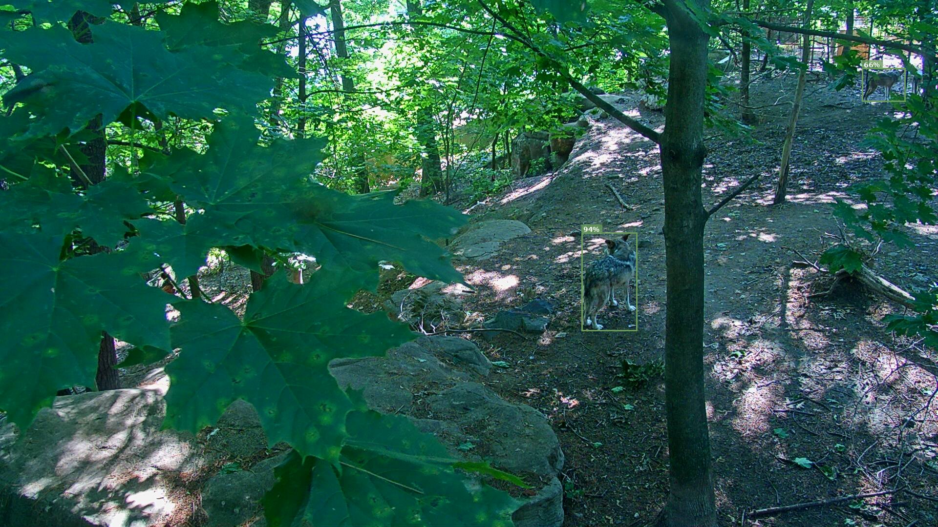 Latrans