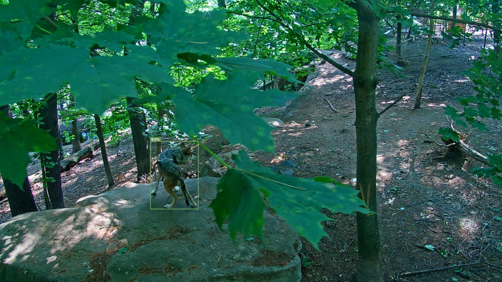Latrans