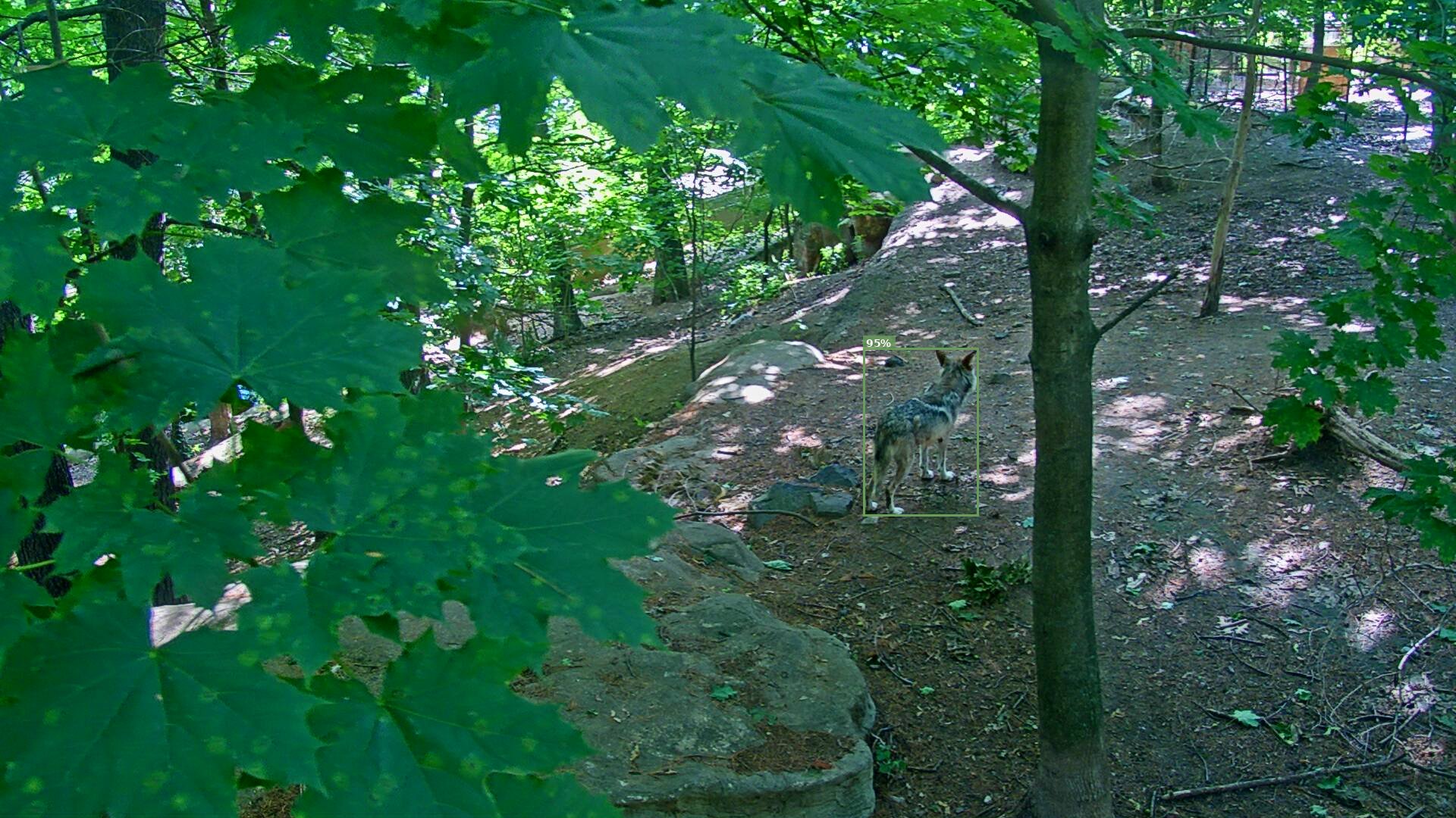 Latrans