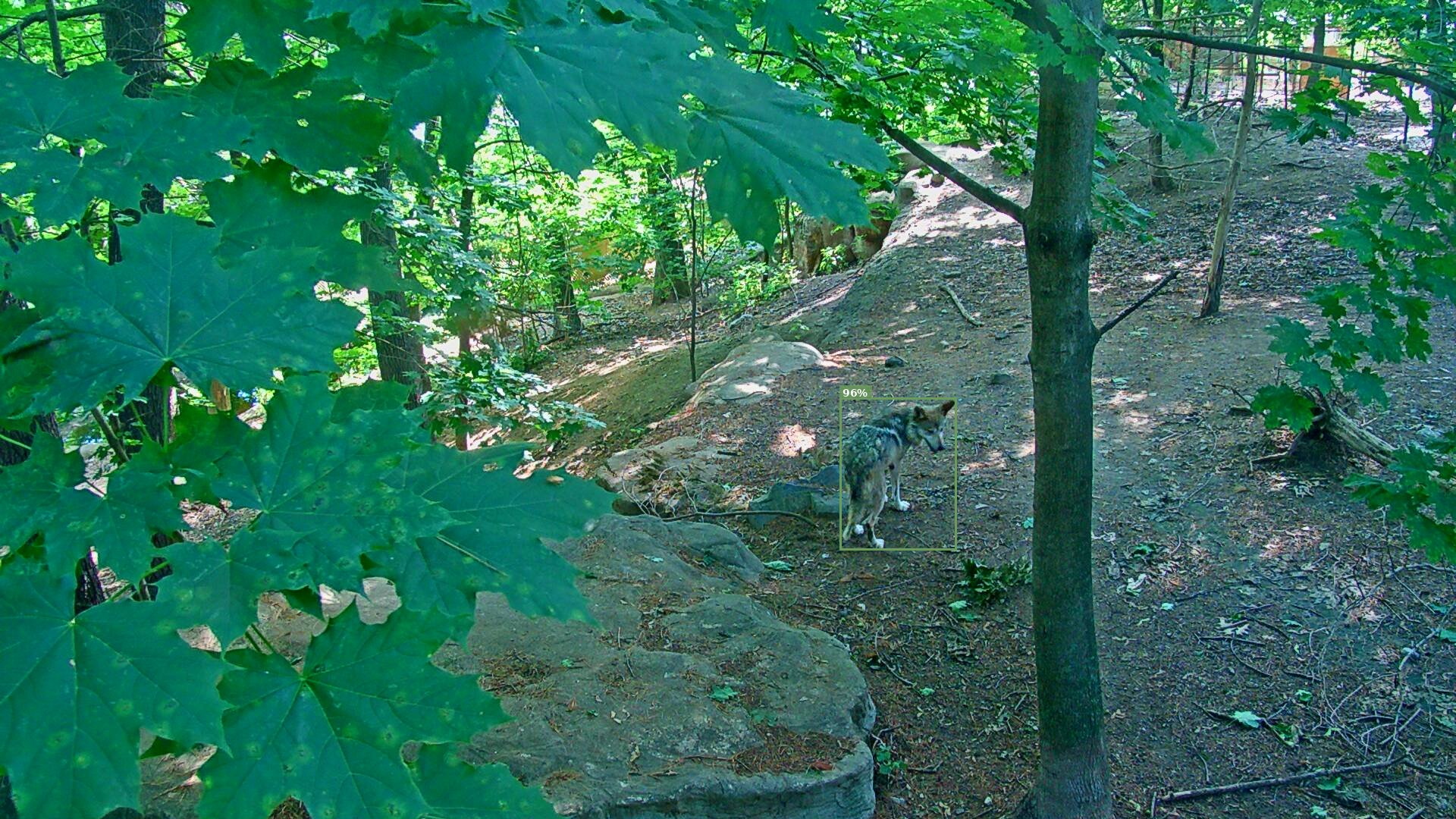 Latrans