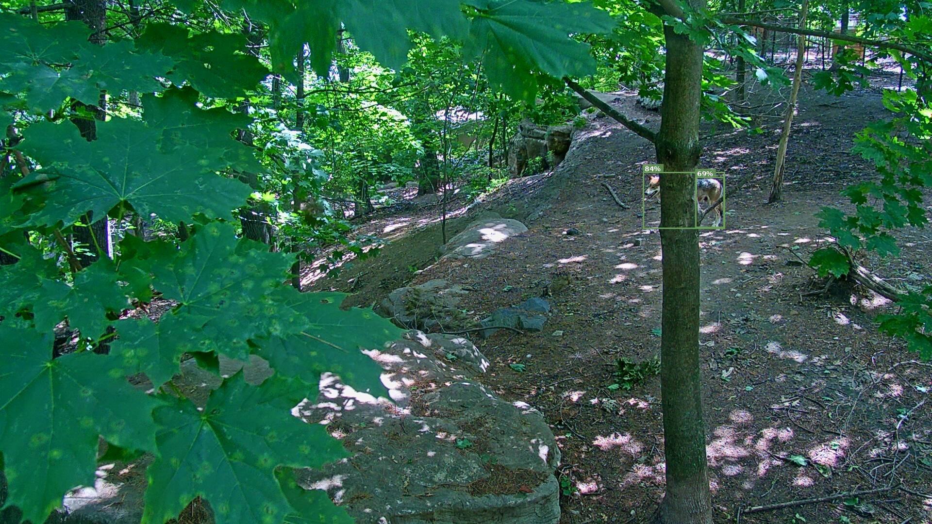 Latrans