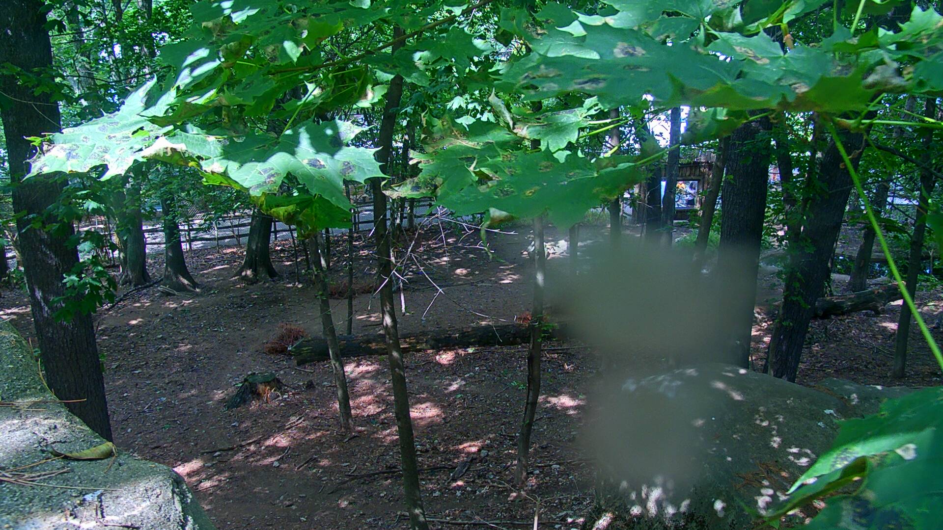 Wolf Cam