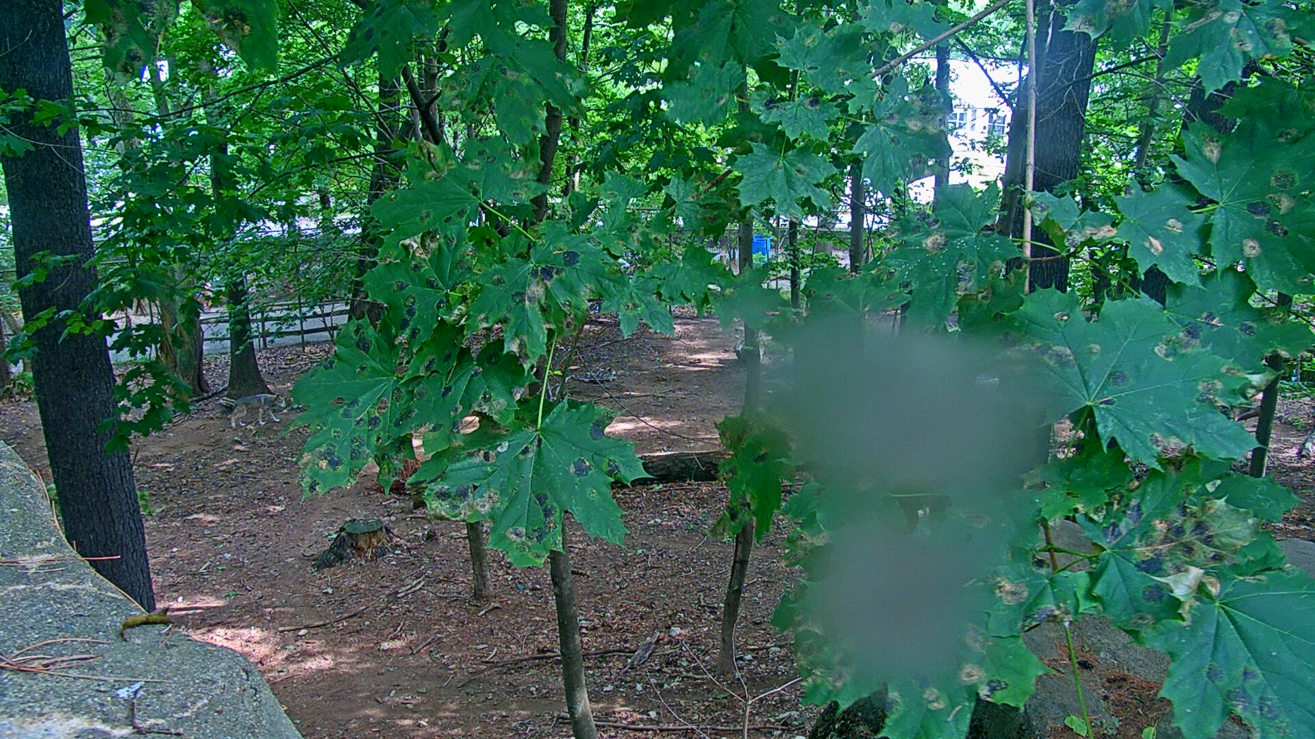 Wolf Cam