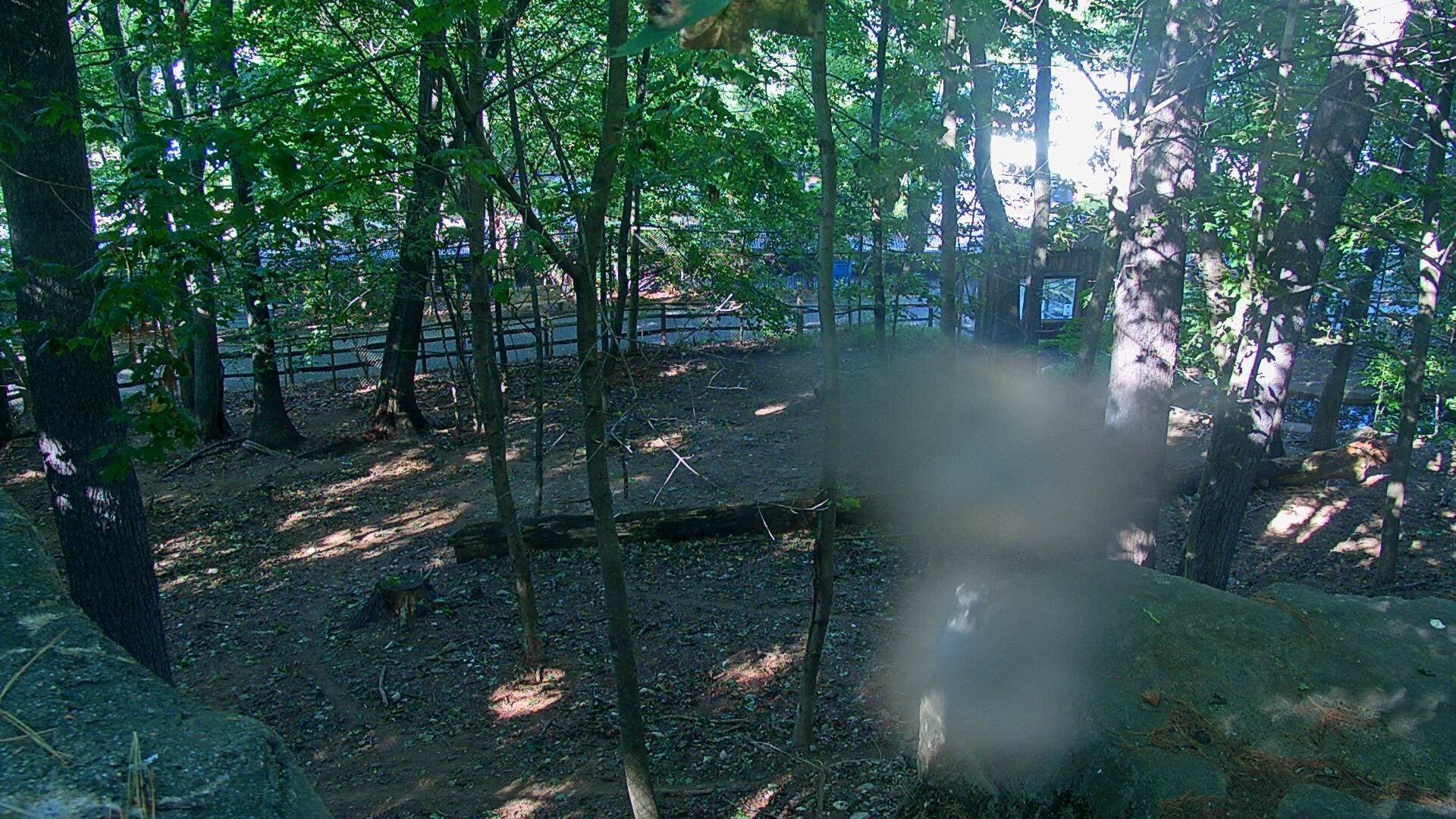 Wolf Cam